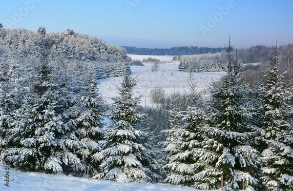 Obraz winter forest