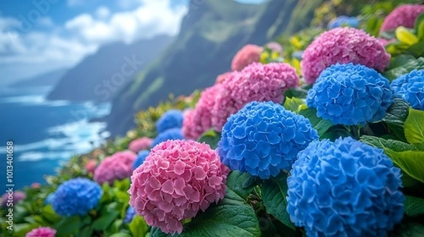 Fototapeta Vibrant blue and pink hydrangeas bloom against a backdrop of a dramatic cliffside and ocean.