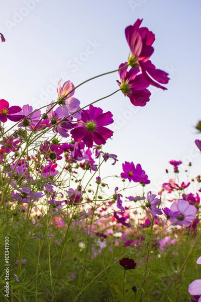 Fototapeta コスモス