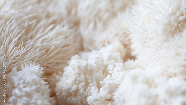 Fototapeta Lion's mane - Hericium erinaceus, medicinal mushroom used to support memory and brain cognitive functions.