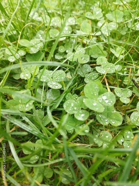 Obraz clover leaves, green grass background
