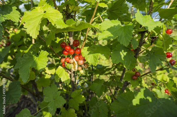 Fototapeta Red Currant 