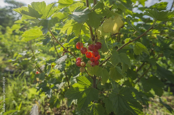 Fototapeta Red Currant