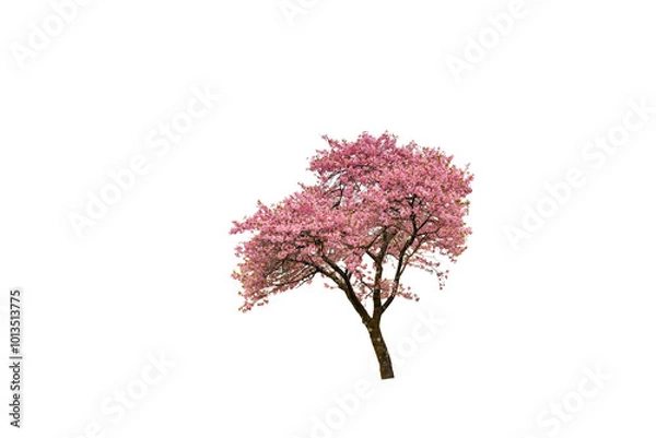 Obraz Cherry blossoms in full bloom with transparent background.