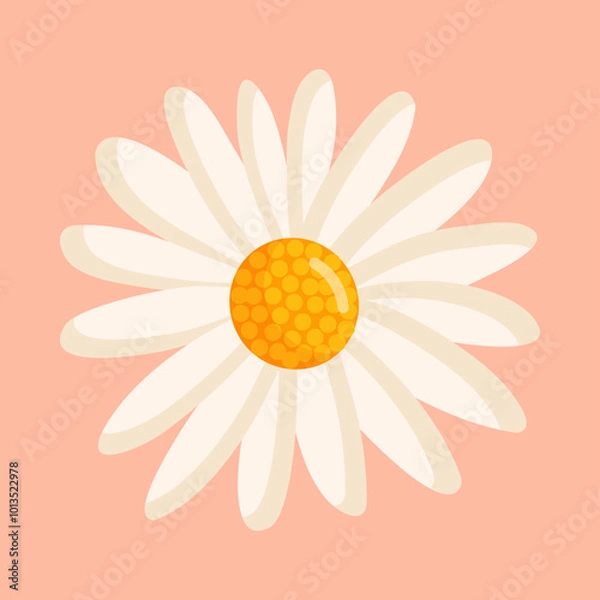 Fototapeta Chamomile flower. Botanical vector isolated illustration for postcard, poster, ad, decor, fabric and other uses.