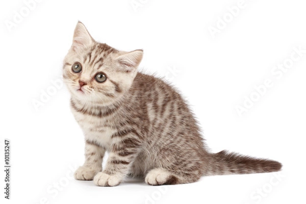 Fototapeta Cute kitten