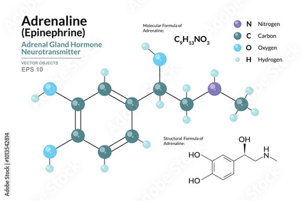 Fototapeta Adrenaline. Epinephrine. Structural Chemical Formula and 3d Model of Molecule. C9H13NO3. Atoms with Color Coding. Vector Illustration for educational materials, scientific articles, and presentations