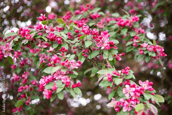 Obraz cherry blossom background, pink flowers