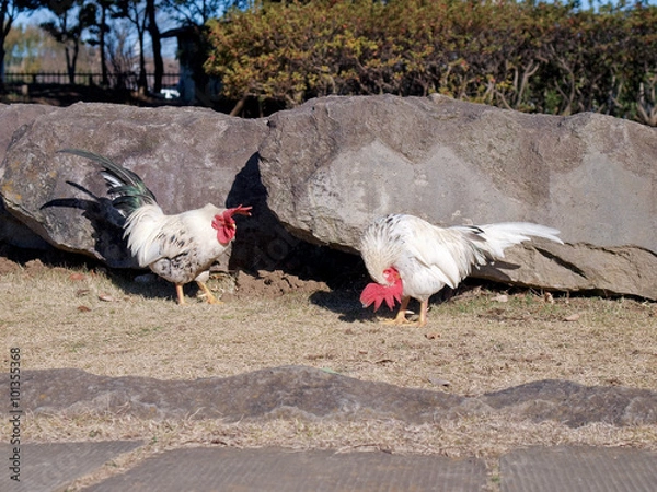 Fototapeta The chickens / Sorry boss / Don't worry