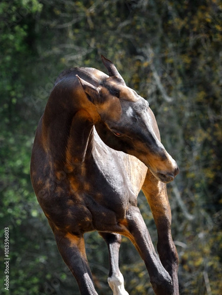 Obraz portrait of a horse