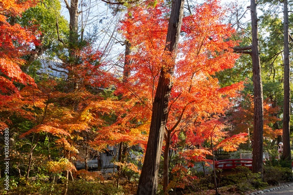 Fototapeta 秋の鶴岡八幡宮　鎌倉国宝館前の紅葉（神奈川県鎌倉市）