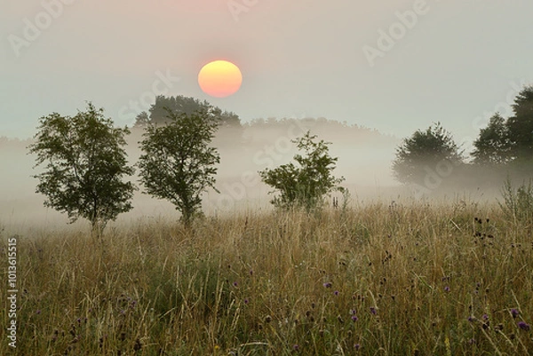Fototapeta Misty dawn in the meadows with the sun visible. Summer in Poland. Horizontal view