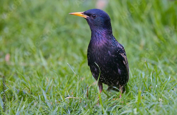 Fototapeta A starling (Sturnus vulgaris) in a meadow in spring, looking for food. The bird has beautiful mating plumage. Poland in May