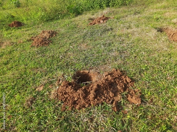 Fototapeta A pit dug for planting a sapling. Preparation for planting a tree in a field.