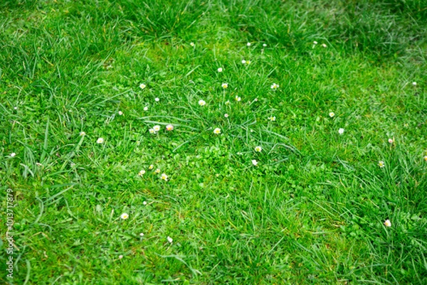 Fototapeta White flowers on a background of green grass and clover
