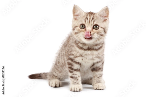 Obraz Cute little kitten with tongue on his nose