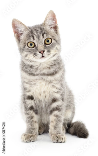 Fototapeta Kitten on a white background