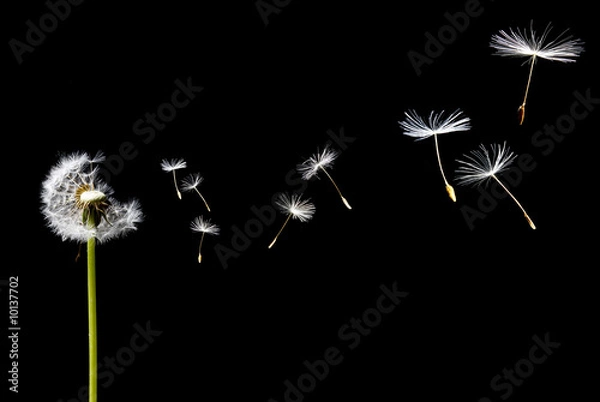 Fototapeta dandelion in the wind