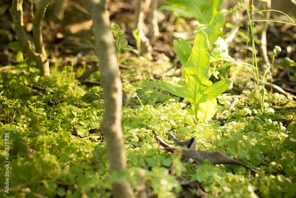 Fototapeta Growing plant.