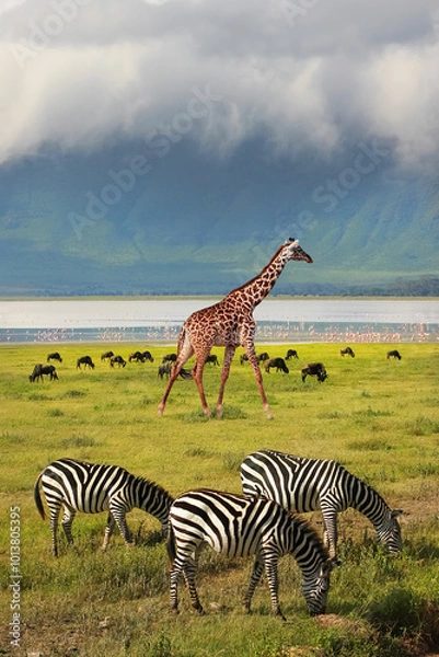 Obraz Zebras and giraffe in the Ngorongoro Crater. Africa. Tanzania.