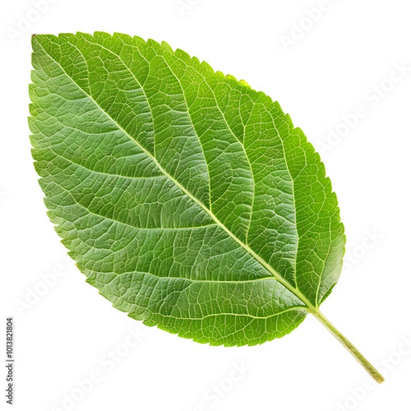 Obraz apple leaf isolated on white or transparent png