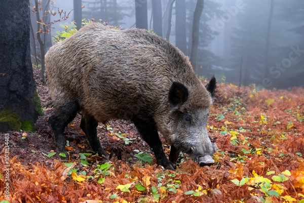 Obraz Wildschwein (Keiler) im Herbstwald