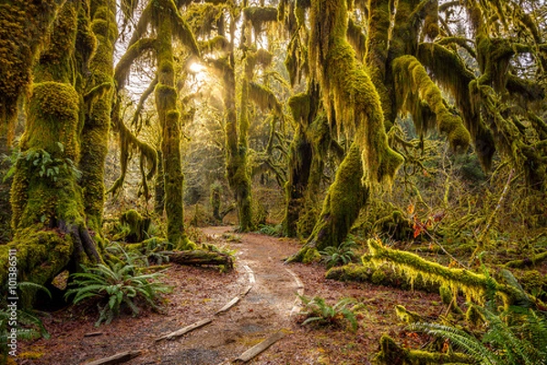 Obraz Hoh Rain Forest