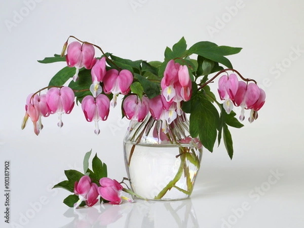 Obraz Bouquet of pink bleeding heart flowers in a vase on a white background. Romantic floral still life with pink flowers. Lamprocapnos Dicentra spectabilis, bleeding heart, lyre flower.
