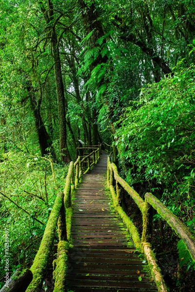 Fototapeta Beautiful rain forest at ang ka nature trail in doi inthanon nat