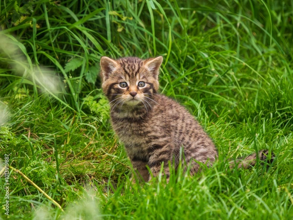 Fototapeta Scottish Wildcat Kitten Playing in Grass