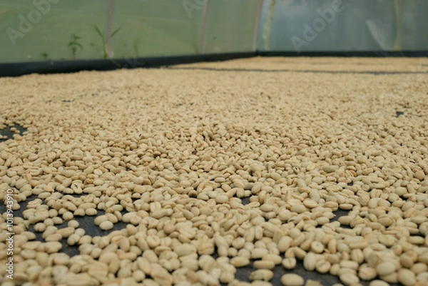 Obraz local coffe producer in salento area, colombia