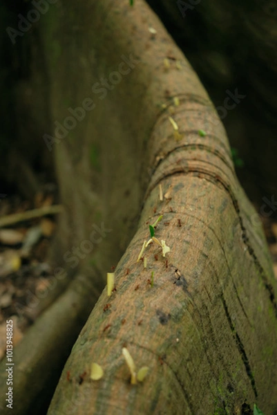 Obraz Ants transporting leaf pieces in a line on a tree root, Amazon forest