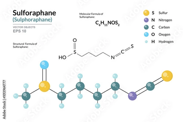 Fototapeta Sulforaphane. Structural Chemical Formula and 3d Model of Molecule. C6H11NOS2. Atoms with Color Coding. Vector graphic Illustration for educational materials, scientific articles, and presentations