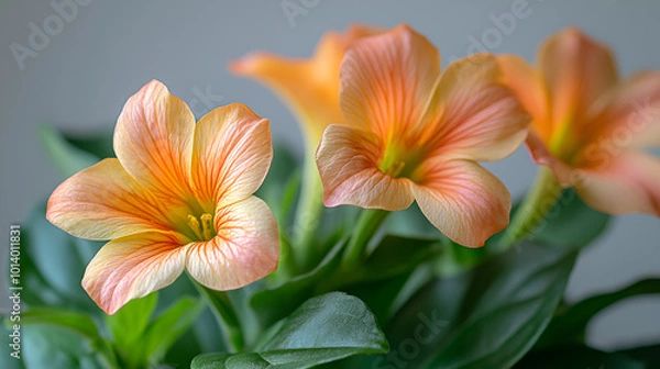 Fototapeta Beautiful orange and yellow flowers in bloom, showcasing delicate petals and lush green foliage indoors