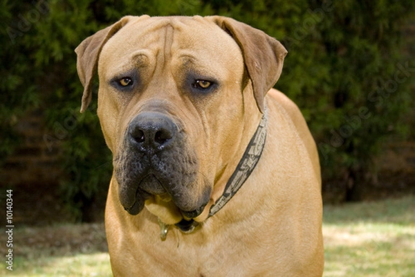 Obraz portrait  boerboel dog