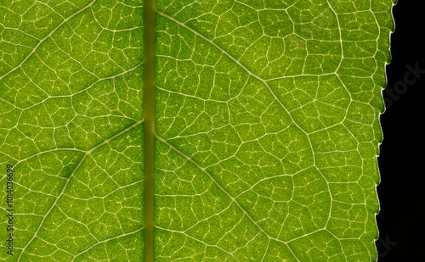 Fototapeta Macro of green leaf, veins and structures visible.  Vertical orientation of main stem.