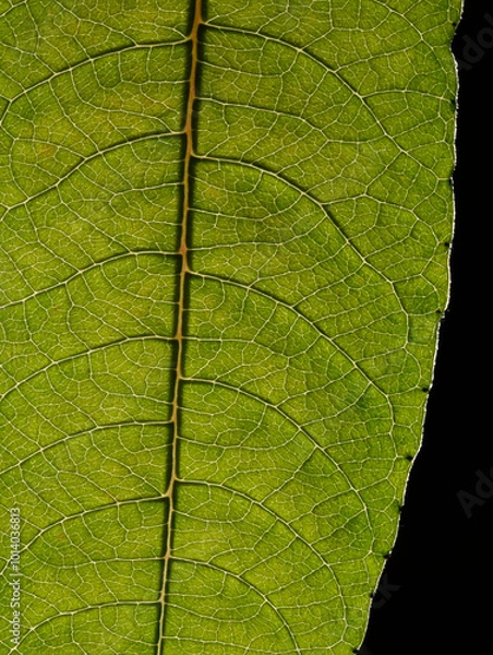 Fototapeta Macro of green leaf, veins and structures visible.  Edge of leaf with black background visible on right side of frame.