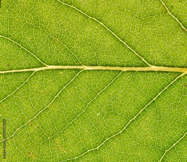 Fototapeta Macro of green leaf, veins and structures visible.  Horizontal orientation of main stem.