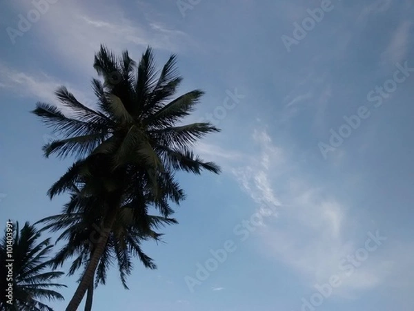 Obraz Céu com coqueiros