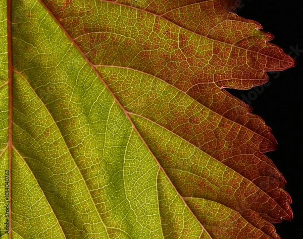Fototapeta Macro of green and red leaf in autumn, veins and structures visible.  Edge of leaf in frame, dark background.  Dramatic shadows.