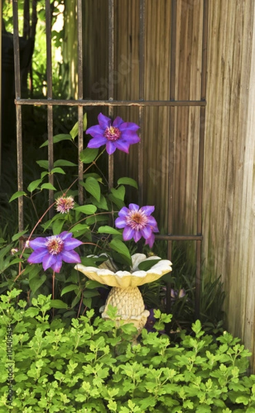 Fototapeta A purple clematis vine