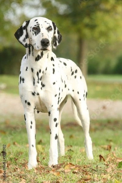 Fototapeta Beau Dalmatien de face en automne