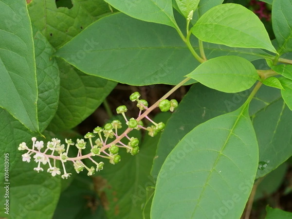Fototapeta ヨウシュヤマゴボウの花と実