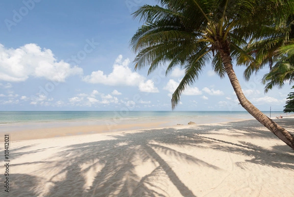 Fototapeta Coconut palm