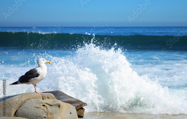 Obraz Seagull standing on rocks as wave crash at the beach