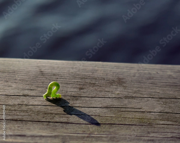 Obraz Geometer moth caterpillar