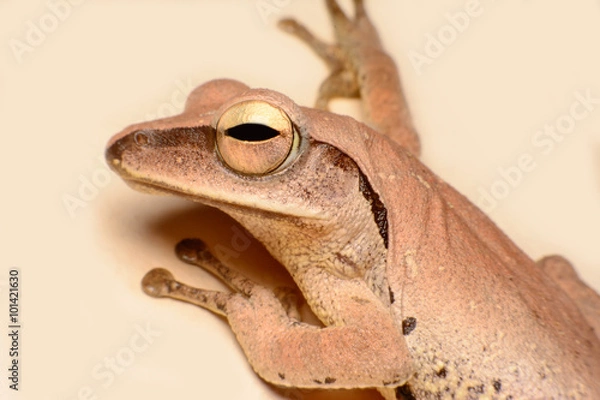 Fototapeta Frog