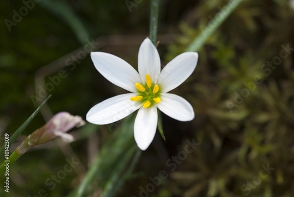 Fototapeta Белый цветок