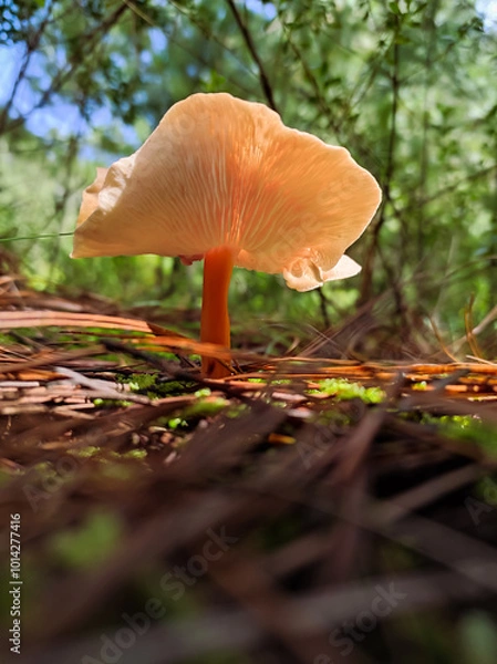 Fototapeta Dancer mushroom in the forest. Spanish flamenco like fungi.