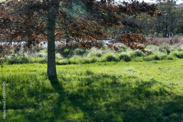 Fototapeta autumn tree natural setting